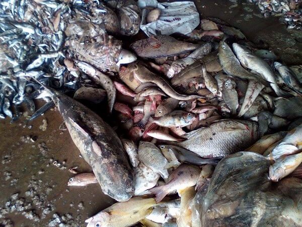 Ca-ban-xuat-hien-rat-nhieu-neu-khong-tinh-y-trong-lua-chon-se-rat-nguy-hiem