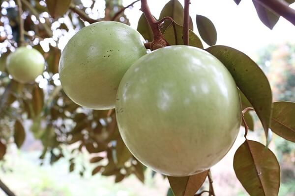 Day-manh-hon-nua-cac-loai-trai-cay-xuat-khau-sang-thi-truong-nuoc-ngoai