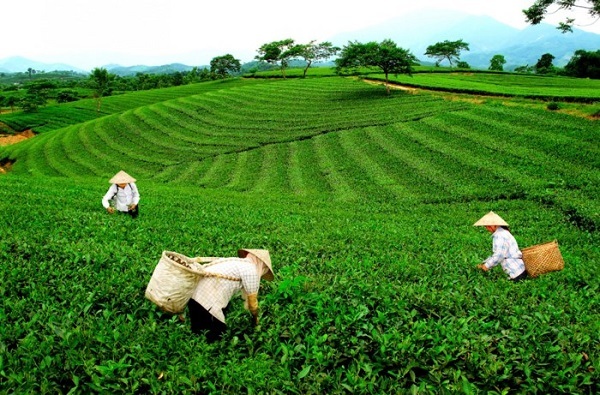 Nguồn gốc chè Thái Nguyên tiêu thụ trên thị trường