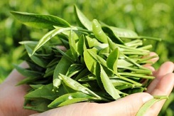 [Cực sốc] Chè Việt có chứa hóa chất độc hại đến sức khỏe con người? 
