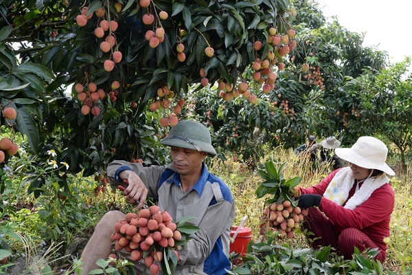 dac-diem-vai-thieu-luc-ngan dac-diem-vai-thieu-luc-ngan