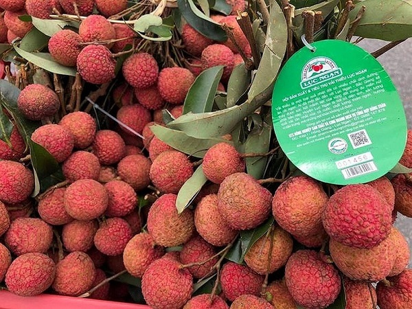 Hướng dẫn phân biệt vải thiều Lục Ngạn sạch