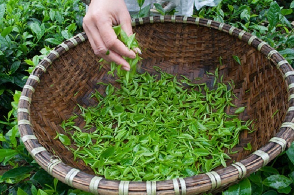 Hình dáng bên ngoài của lá chè
