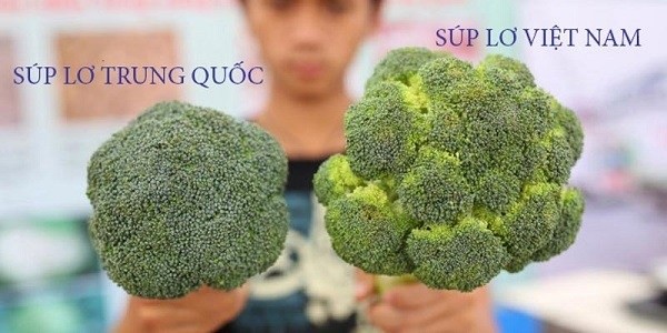 Súp lơ xanh Trung Quốc