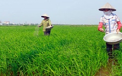 Huong dan giup cho nong dan phan biet phan bon that gia