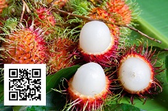 Meo lua chon duoc nhung trai chom chom hoan hao nhat 