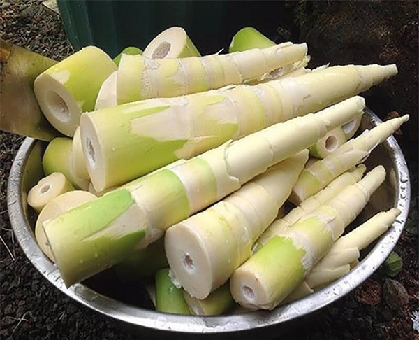 truy-xuat-nguon-goc-mang-tuoi